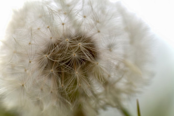 Macro photography of a dandelion seed head captured at the Andean mountains of central Colombia.