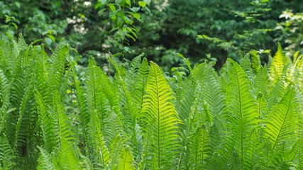 Fern in the forest. Fern fronds in the forest. Forest fern.