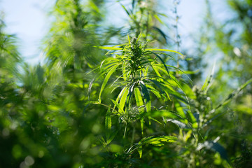 Hemp in nature. Plantation of wild hemp. Cannabis leaves close up.