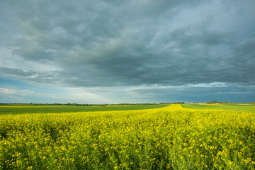 Yellow field of rapeseed to the horizon and cloudy sky