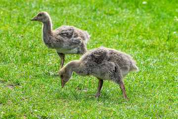 Greylag geese (anser anser) with offspring