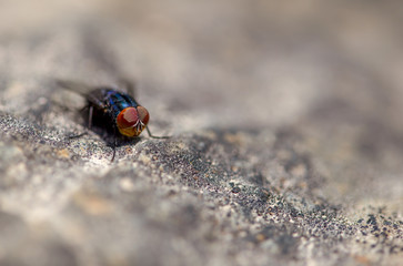 Macro photography of a blue fly on a rock, captured in the high mountains of central Colombia. View from the top.