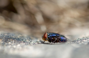 Macro photography of a blue fly on a rock, captured in the high mountains of central Colombia. View...