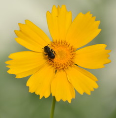 Bee on beautiful yellow flower