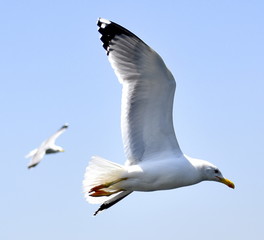 Seagull flying in a clear blue sky