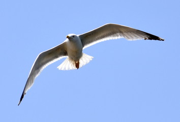 Seagull gliding in a blue sky