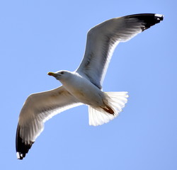 Seagull gliding in a blue sky