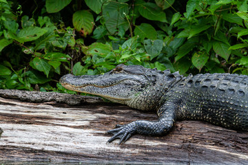 Adult alligator resting on a log