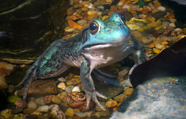 blue frog water pond bullfrog pond terrarium animal amphibian