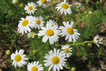 Beautiful chamomile flowers in the meadow, closeup