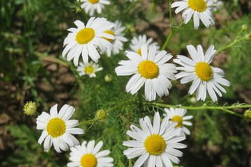 Beautiful chamomile flowers in the meadow, closeup