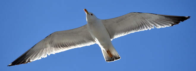 Seagull with wings outstretched flying in a blue sky