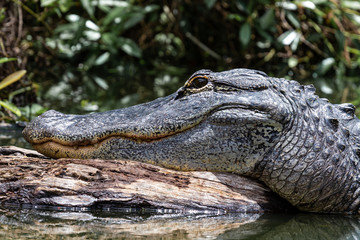 Fototapeta premium Adult alligator getting some sun in the river