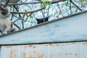 portrait of a cat on a tree