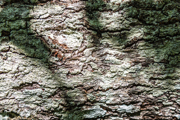 Shadow on old tree bark