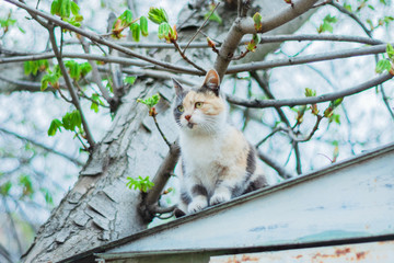 portrait of a cat on a tree