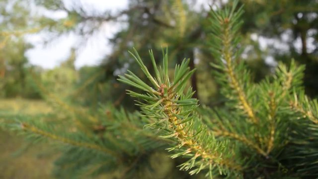 View of the light green pine branches in nature.