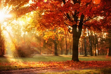 Zelfklevend Fotobehang Herfst landschap. Herfstscène. Bomen en bladeren in zonlicht © Pasko Maksim 