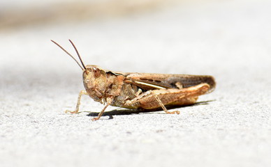 Grasshopper sitting on a stone windowsill