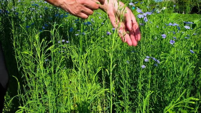 Hands of a woman breaking the stems of flax with blue flowers on the field in Ukraine. Ecological plant. The raw material for biodegradable fabrics.