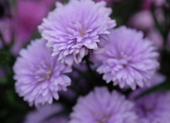 Obraz premium Colorful flowers chrysanthemum for background,Abstract,texture,Soft and Blurred style.postcard.