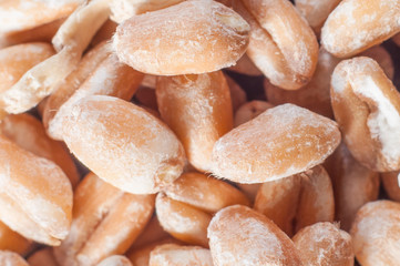 Whole grain wheat grains close-up. Macro shooting.