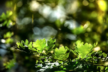 background with green oak leaves