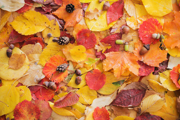 autumn leaves with water drops