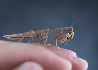 Insect hunter attacks. Mantis is a terrible monster of wildlife.
