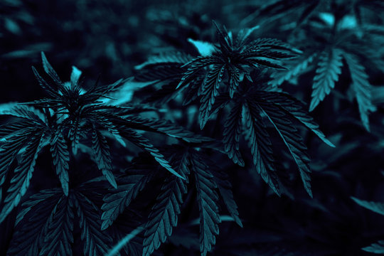  marijuana neon background. bush cannabis.