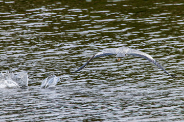 great blue heron in water