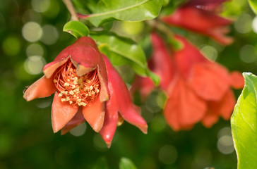 Pomegranate blooms large red flowers on a green background for design