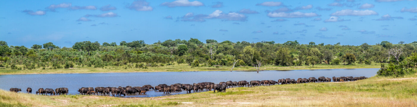 African buffalo in Kruger National park, South Africa