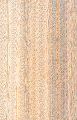 Green sandalwood tree wood