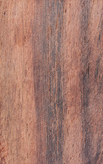 Leadwood or Combretum imberbe tree wood