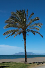 Palm trees by the sea on the beach against the backdrop of the mountain ridge
