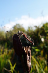 resting the Dragonfly sun sky