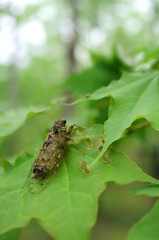 cicada rest tree insect forest
