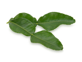 bergamot leaf on white background