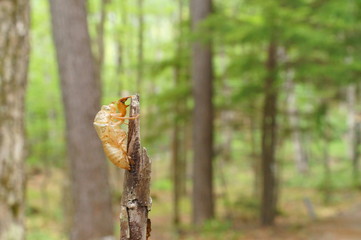 cicada Moult Shell tree insect