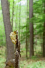 cicada Moult Shell tree insect