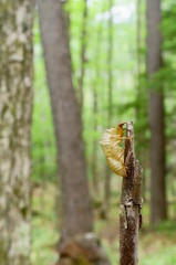 cicada Moult Shell tree insect