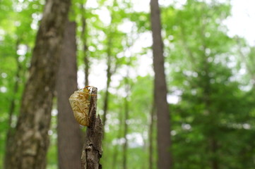 cicada Moult Shell tree insect