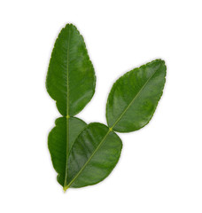 bergamot leaf on white background, Top view