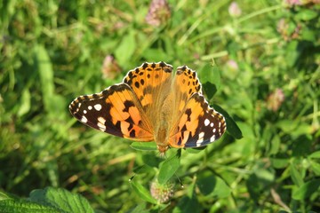 Beautiful painted lady butterfly on clover flowers in the meadow, closeup 