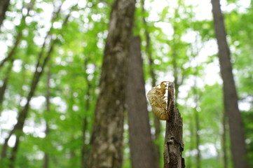 cicada Moult Shell tree insect
