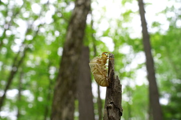 cicada Moult Shell tree insect
