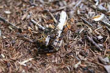 Food chain insect ant Carry