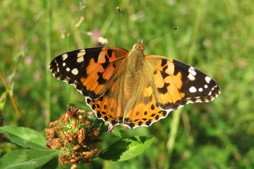 Obraz premium Beautiful painted lady butterfly on clover flower in the meadow, closeup