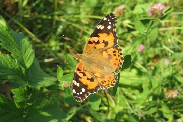 Obraz premium Painted lady butterfly on clover flowers in the meadow, closeup
